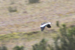 Vanellus resplendens