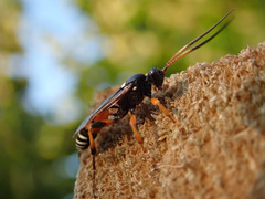 Ichneumon ambulatorius