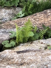 Athyrium filix-femina