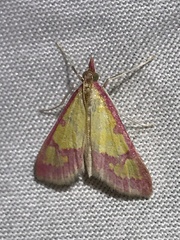 Choristostigma roseopennalis