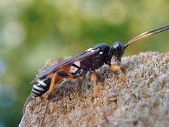 Ichneumon ambulatorius