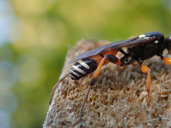 Ichneumon ambulatorius