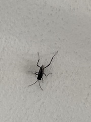 Evania appendigaster