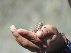 Phrynosoma braconnieri