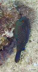 Canthigaster amboinensis