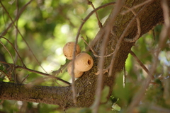 Andricus quercuscalifornicus