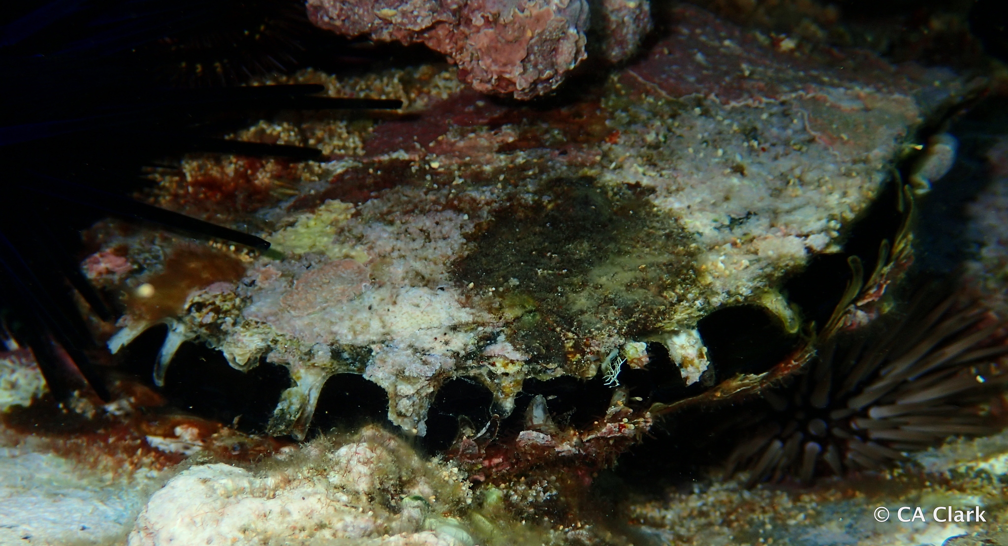 Black-lip Pearl Shell (Pinctada margaritifera) · iNaturalist