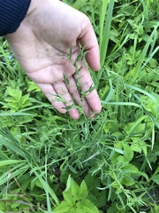 Lathyrus pratensis