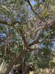 Quercus lobata