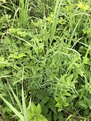 Lathyrus pratensis