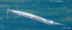 Platybelone argalus
