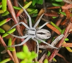 Thanatus formicinus