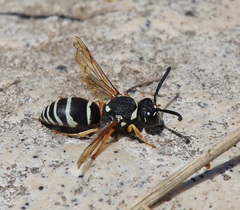 Hemipterochilus bembeciformis