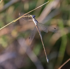 Lestes vidua