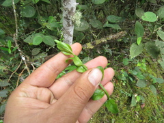 Baccharis bogotensis