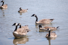 Branta canadensis