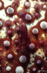 Zenopontonia soror