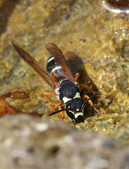 Pseudepipona herrichii