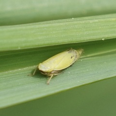 Diplocolenus