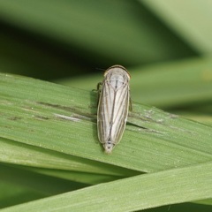 Athysanus