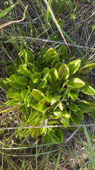 Parnassia glauca