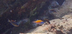Chromis ovalis