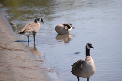 Branta canadensis