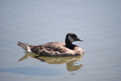 Branta canadensis