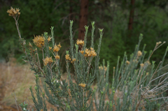 Ericameria nauseosa speciosa