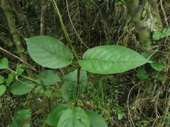 Mandevilla bogotensis