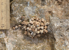 Megachile albocristata
