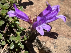 Penstemon davidsonii davidsonii