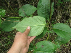 Mandevilla bogotensis