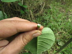 Mandevilla bogotensis