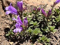 Penstemon davidsonii davidsonii