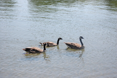 Branta canadensis
