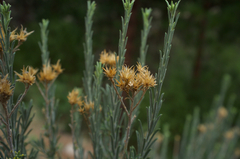 Ericameria nauseosa speciosa