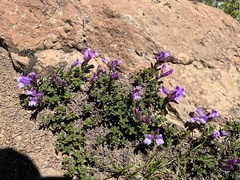 Penstemon davidsonii davidsonii