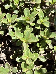 Penstemon davidsonii davidsonii