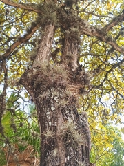 Tillandsia recurvata