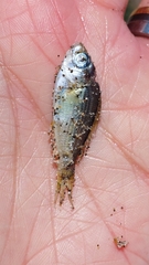 Cymatogaster aggregata