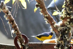 Euphonia violacea