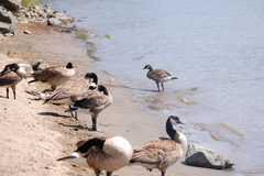 Branta canadensis