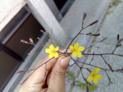 Mycelis muralis
