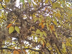 Tillandsia recurvata