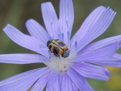 Cryptocephalus laetus