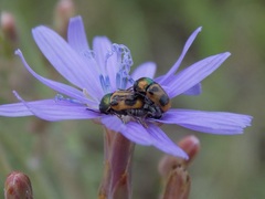 Cryptocephalus laetus