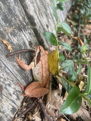Wood Frog photographed in Rhode Island