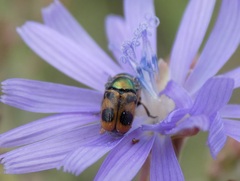 Cryptocephalus laetus