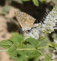 Polyommatus albicans